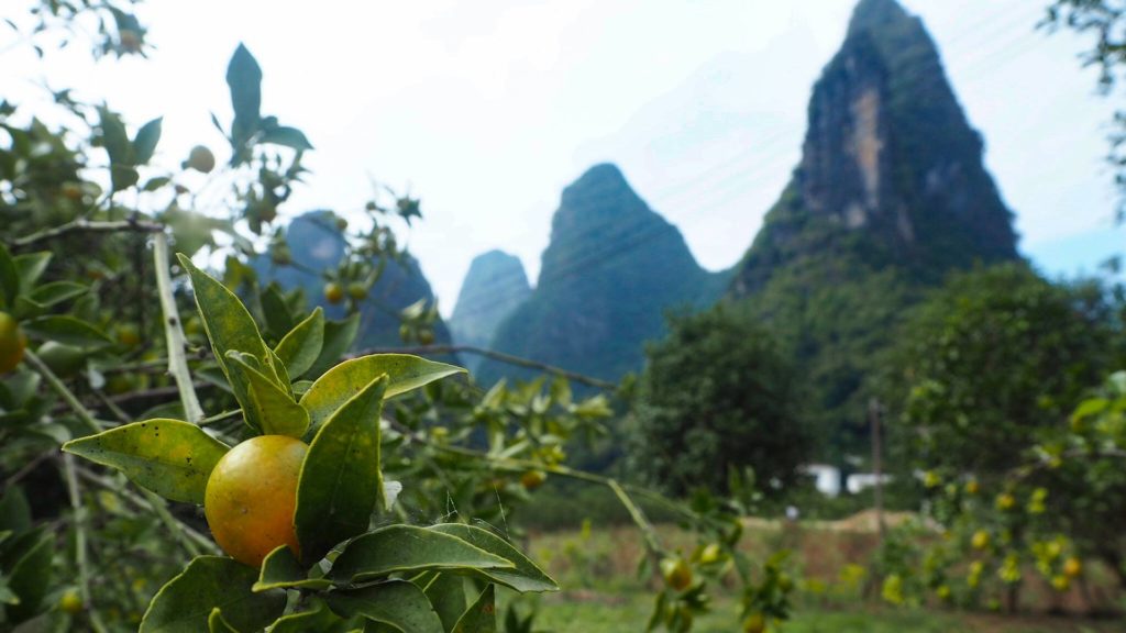 Orangenbäume in Xingping