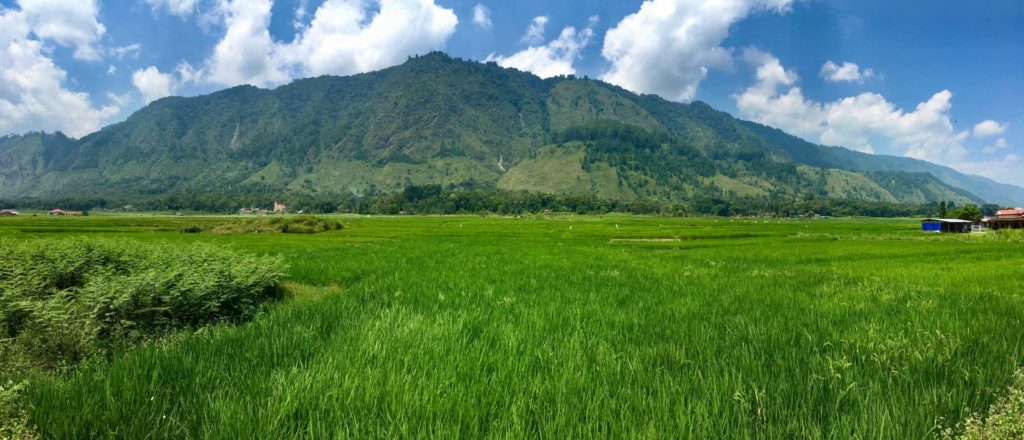 Reisfelder in Sumatra, Indonesien (Panorama)