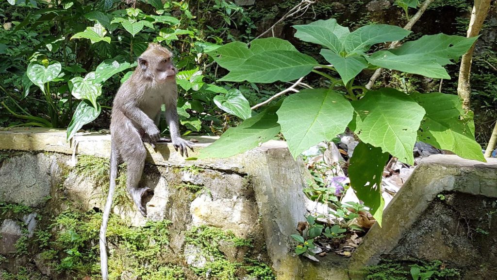 Wilder Affe im Pusuk Monkey Forest auf Lombok