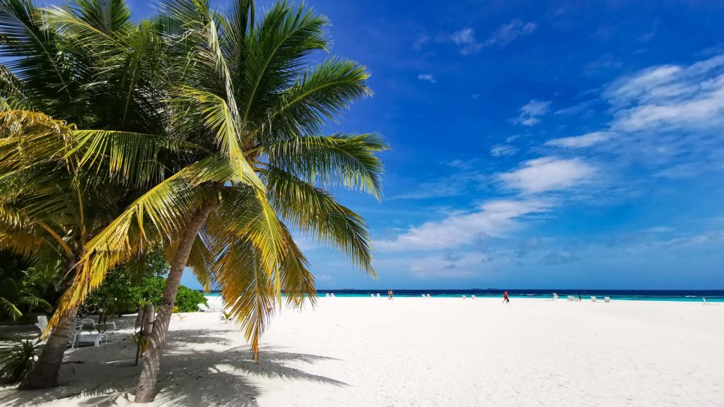 Palm trees on the dream beach of Thulhagiri Island, Maldives