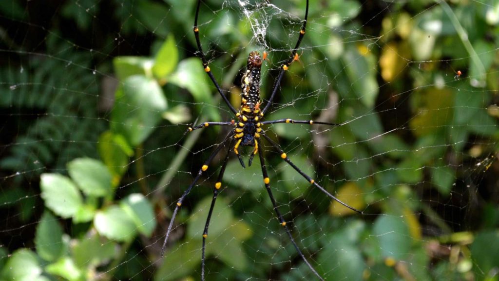 Huge spider on a hike to Tai O village, Hong Kong