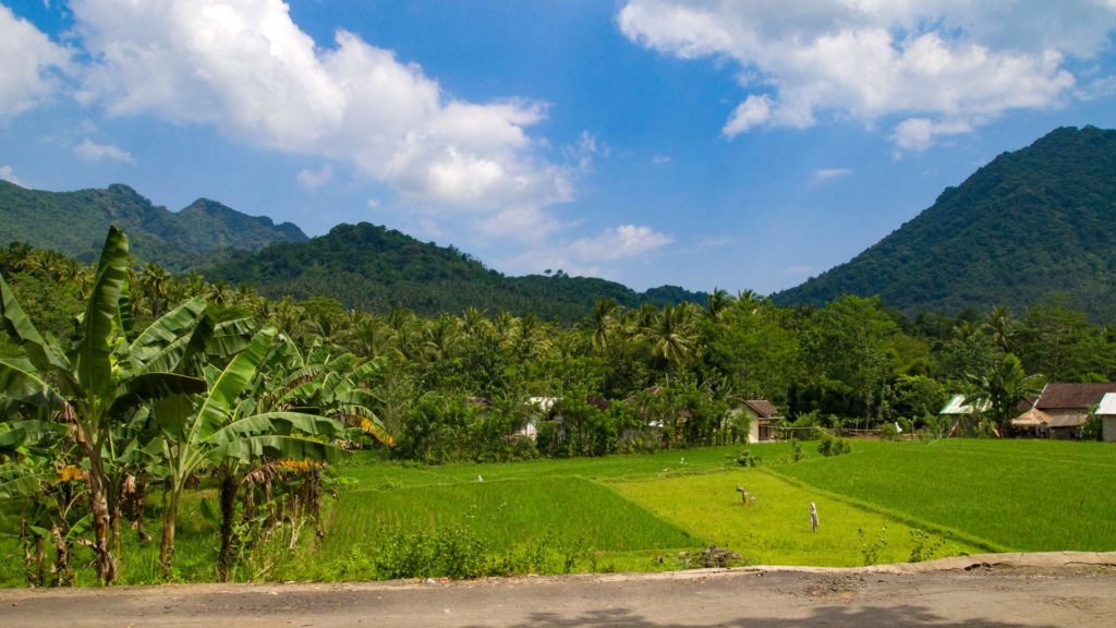 Grüne Landschaft und Reisfelder in der Nähe von Pemenang im Nordwesten Lomboks