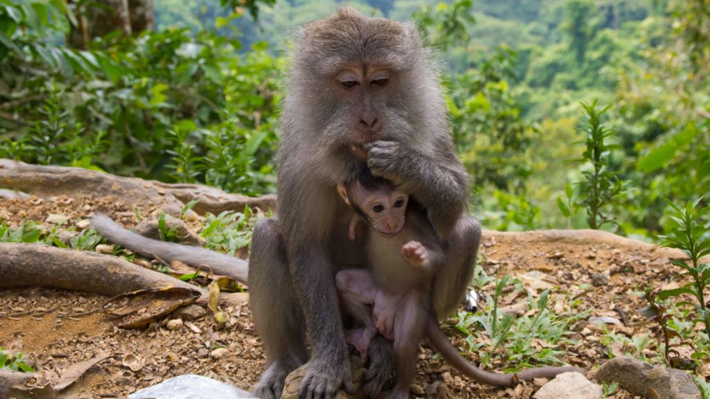 Affen im Pusuk Monkey Forest auf Lombok