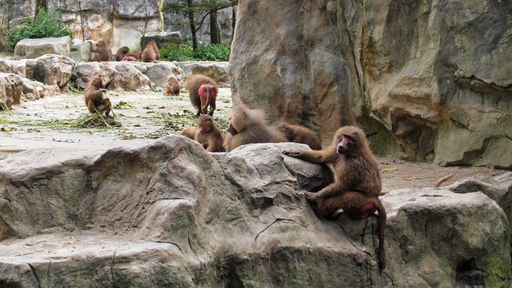 Paviane im Gehege vom Singapur Zoo