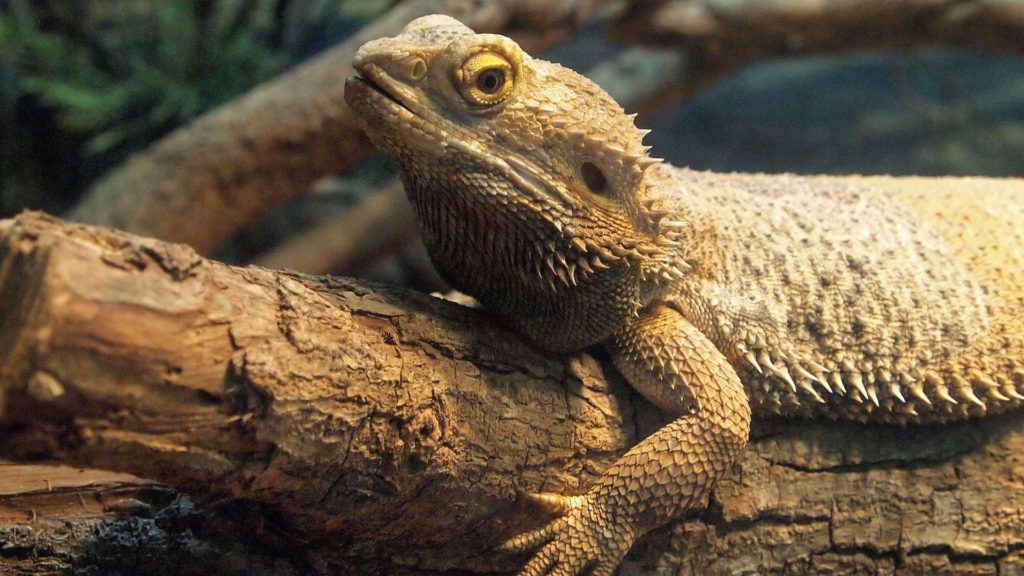 Eine Echse im Zoo, Singapur