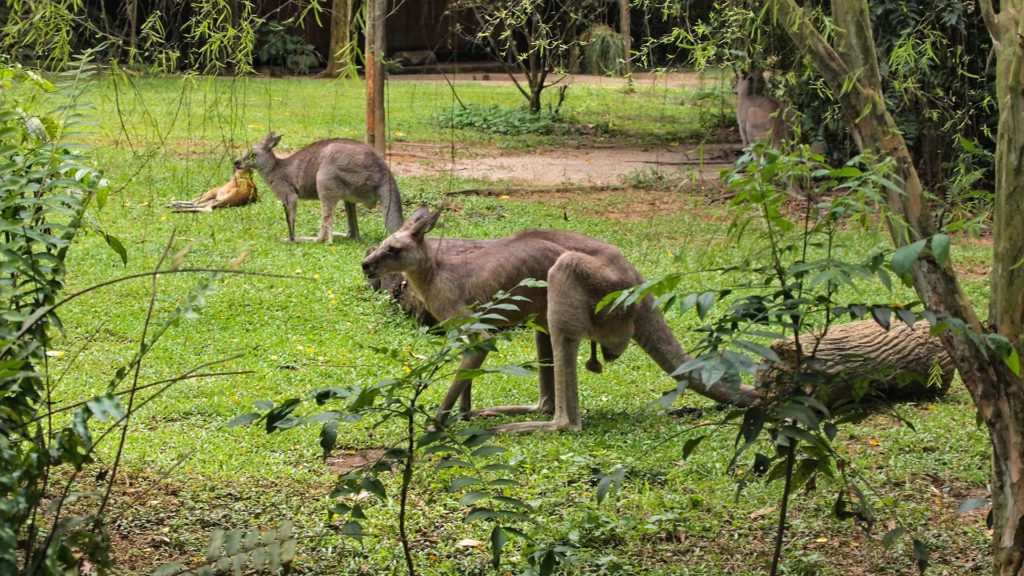 Kängurus im Zoo von Singapur