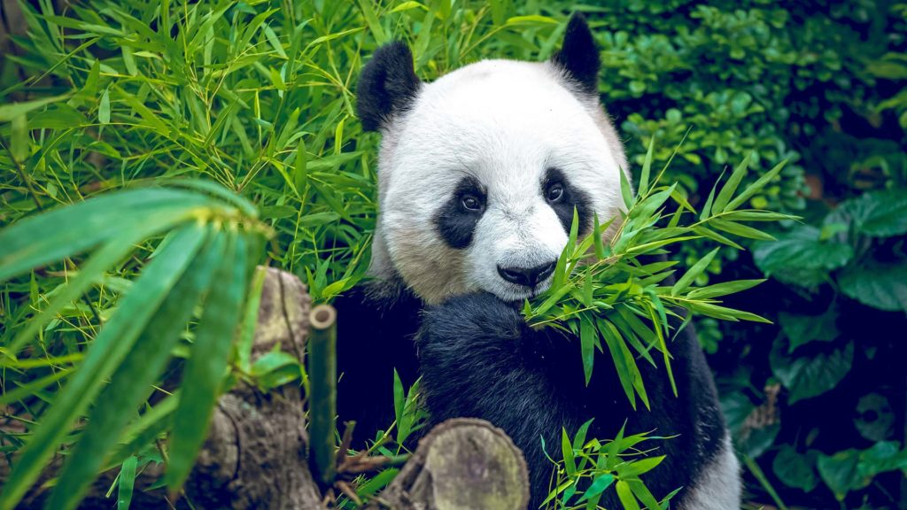 The popular pandas in the Singapore Zoo