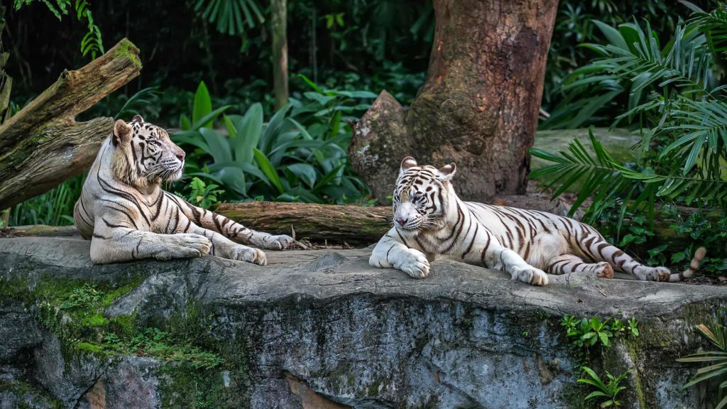 Weiße Tiger im Zoo von Singapur