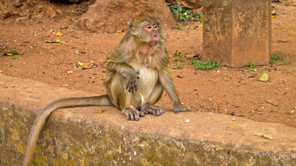 Affe vor dem Wat Suwan Kuha in Phang Nga