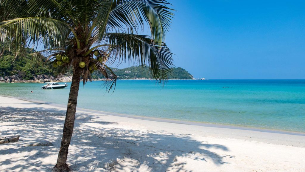 Kleine Palme am Thong Nai Pan Yai Beach, Koh Phangan
