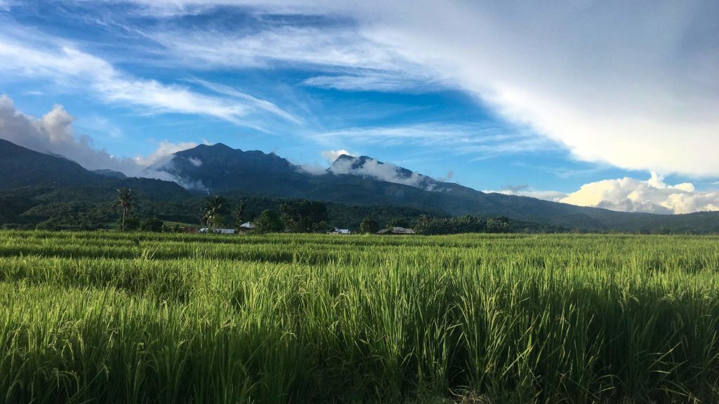 Reisfelder in Flores auf dem Weg nach Wae Rebo