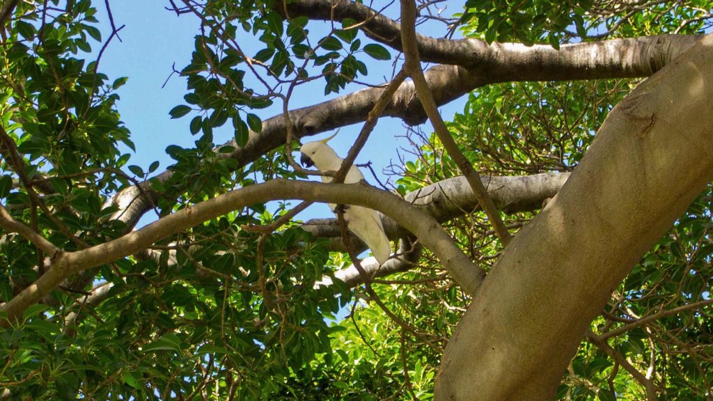 Ein Kakadu im botanischen Garten von Sydney