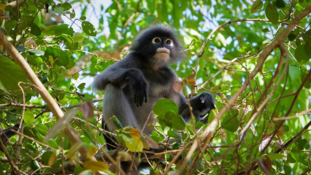 Dusky leaf monkey in the Kaeng Krachan National Park, Thailand