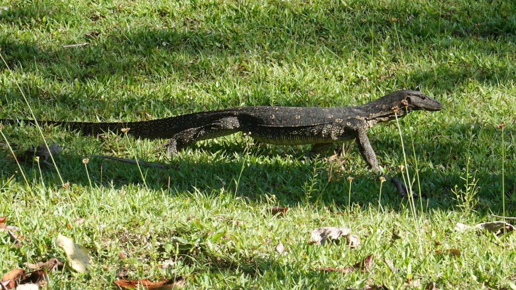 Little monitor lizard in Cubadak, Indonesia