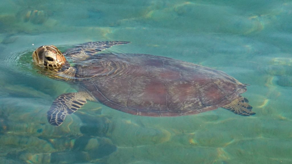 Water turtle off the island of Cubadak in Indonesia