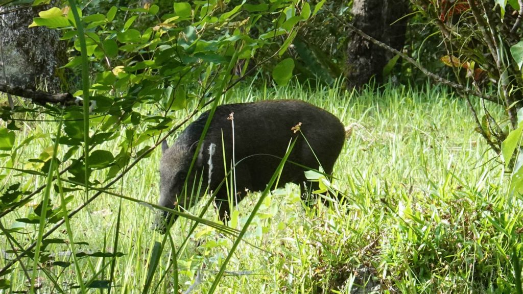 Wild boar on the island of Cubadak in Indonesia