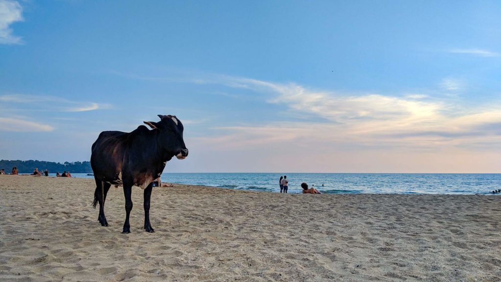 Cow on the beach in South Goa, India