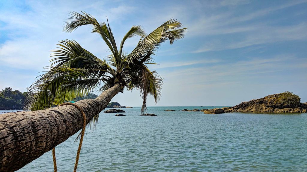 Horizontally growing palm tree in South Goa, India