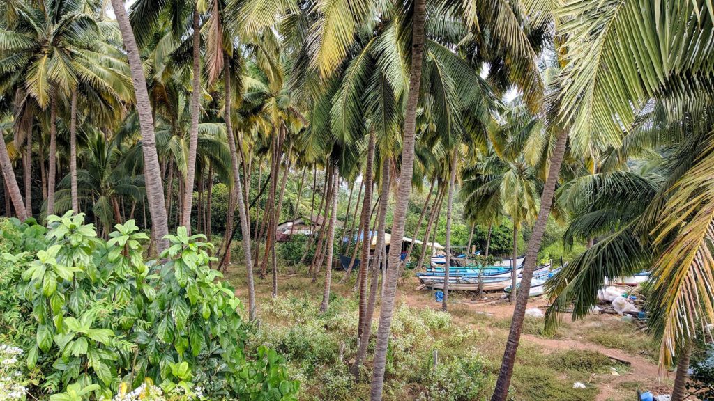 Palmen und Boote in Süd-Goa, Indien