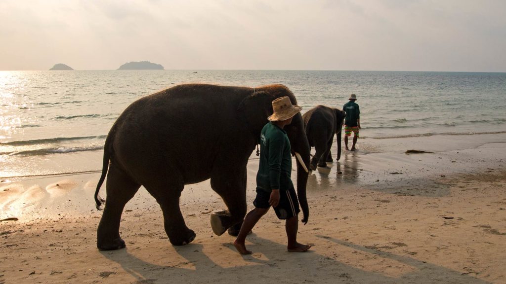 Elephants on the Kai Bae Beach, Koh Chang