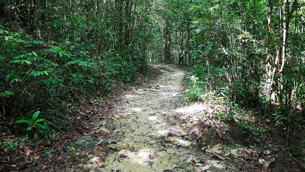 Wanderweg zum Dragon Crest Mountain im Dschungel von Krabi
