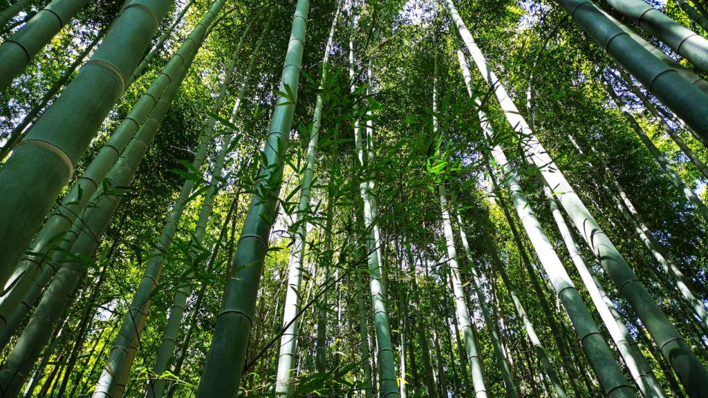 Bambusbäume im Arashiyama Bambuswald in Kyoto, Japan