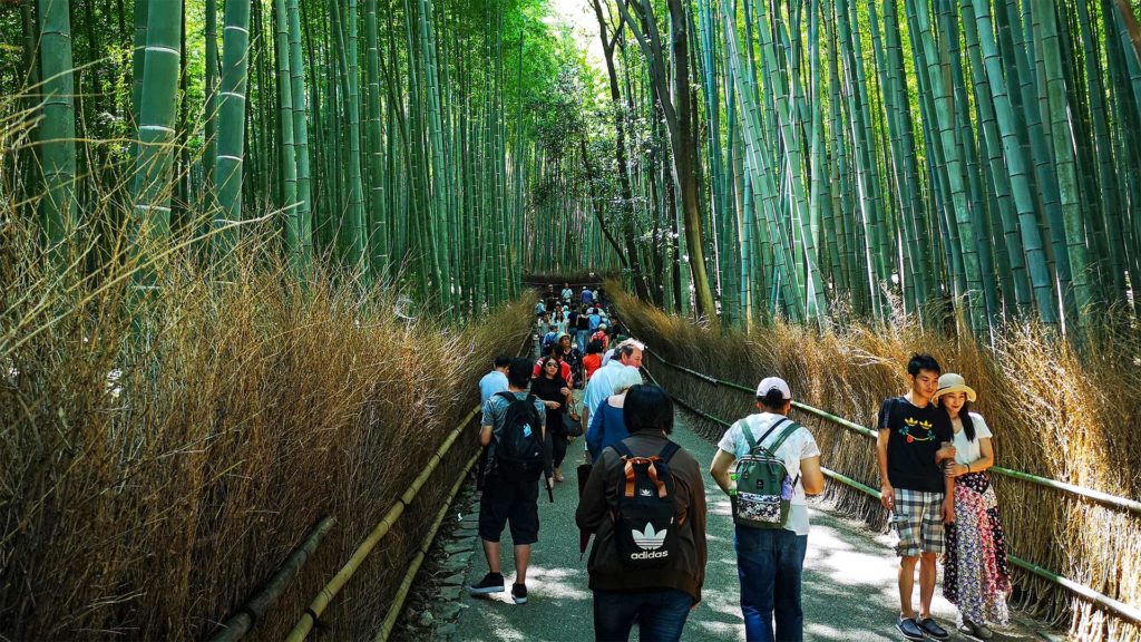 Der Arashiyama Bambuswald in Kyoto, Japan
