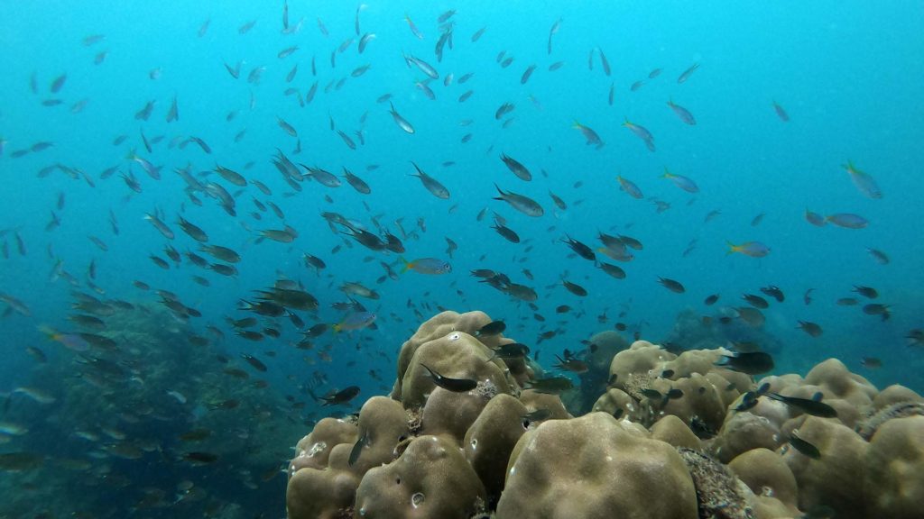 Schnorcheln vor Koh Samet: viele Bunte Fische und Korallen