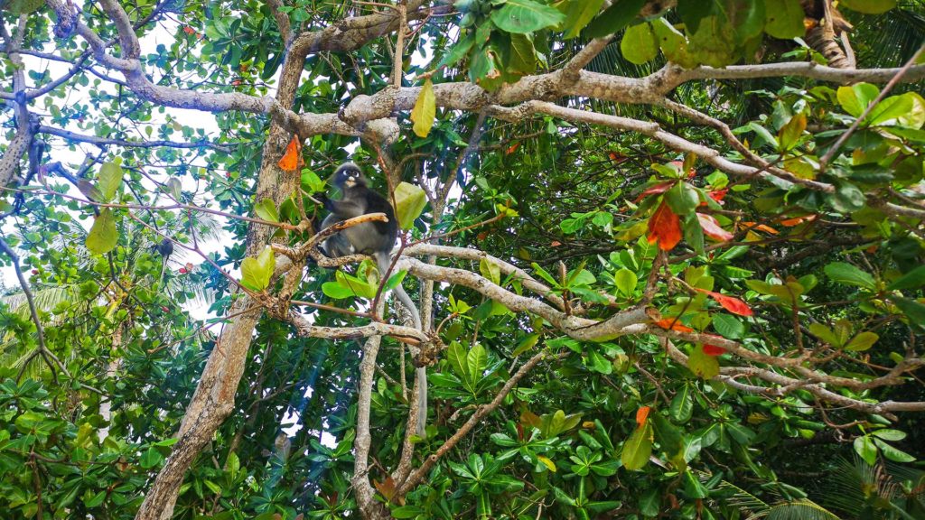 Brillenlangur Affe am Railay Beach West in Krabi