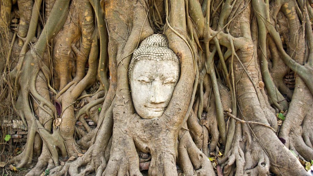 Der in einen Baum eingewachsene Buddha-Kopf des Wat Mahathat, Ayutthaya
