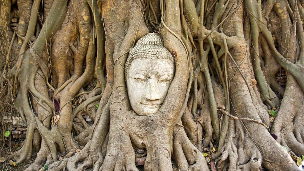 The ingrown Buddha head of Wat Mahathat, Ayutthaya 