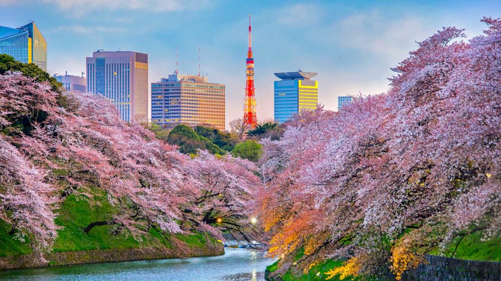 Cherry Blossom in Tokyo, Japan