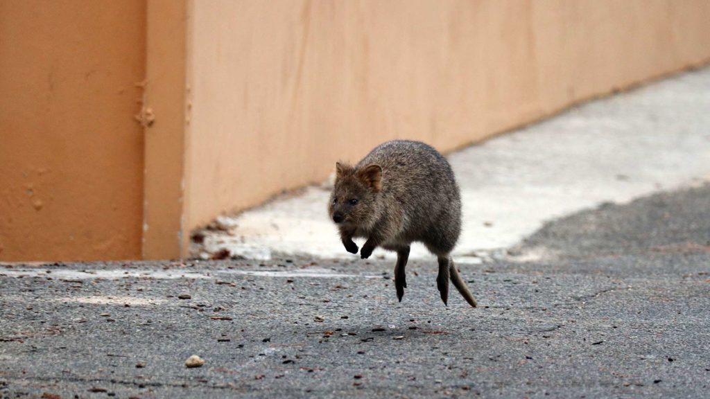 Quokka auf Rottnest Island vor der Küste Perths