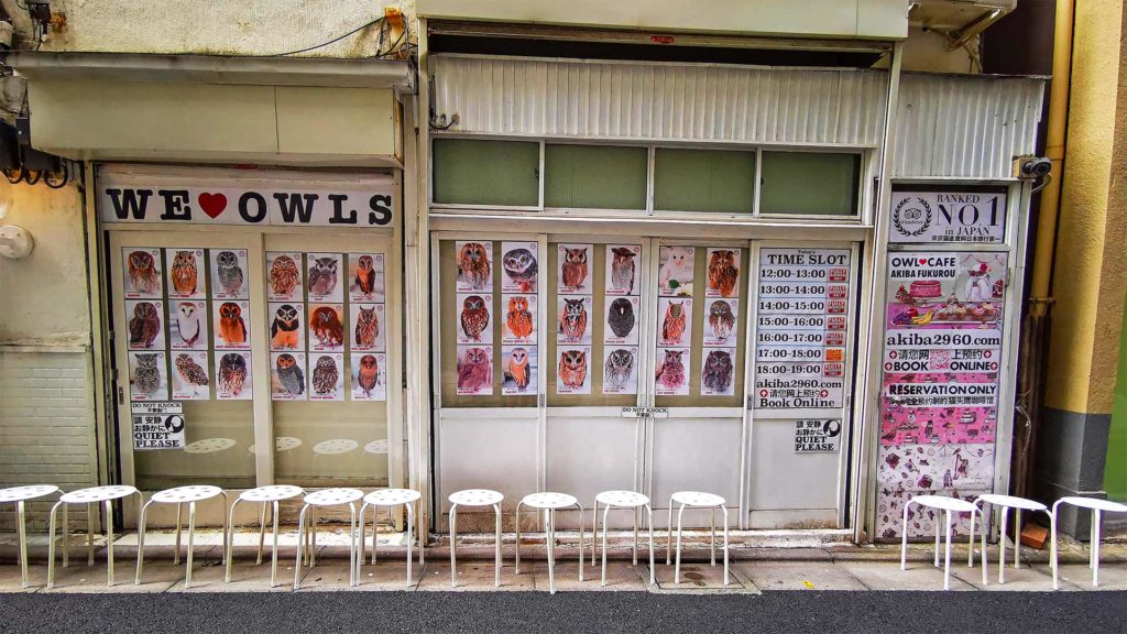 Das Owl Cafe von Akihabara in Tokio
