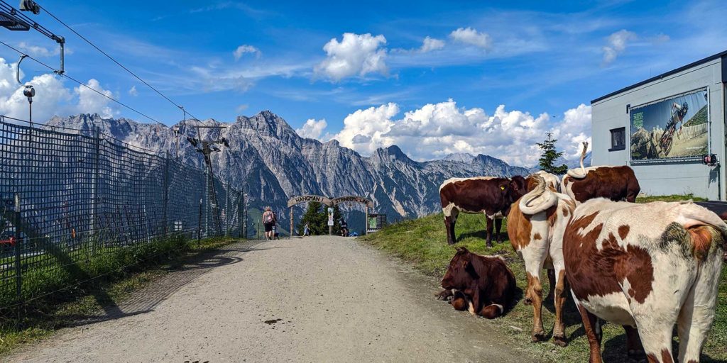 Cows on Hangman 1 in the Bikepark Leogang with the mountains in the background