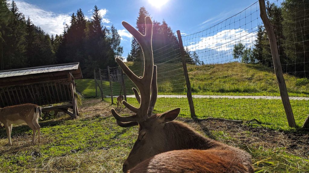 Deer in Leogang, Austria