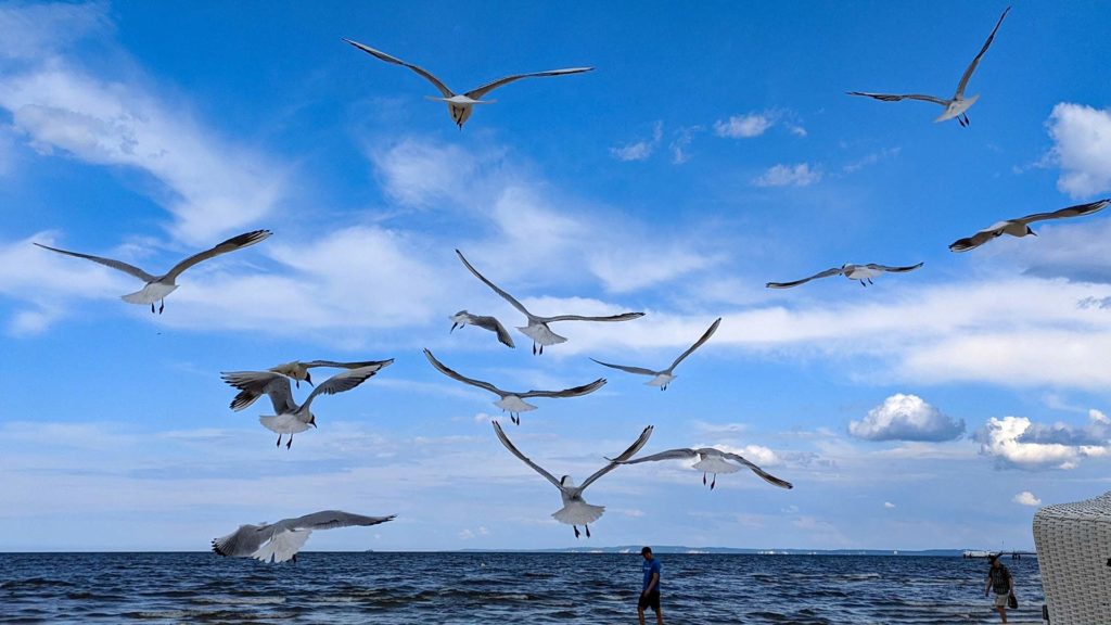 Fliegende Möwen am Strand von Usedom