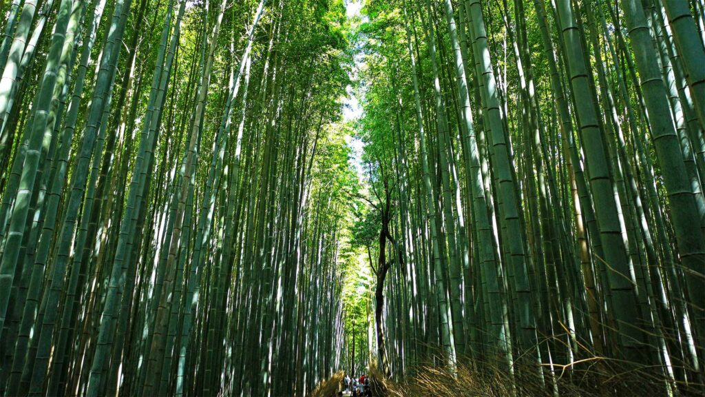 Bambusbäume in Arashiyama, Kyoto