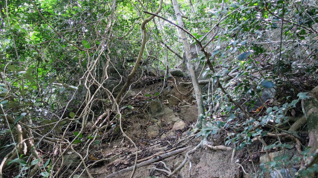 Schwieriger Wanderweg im Dschungel Koh Phangans