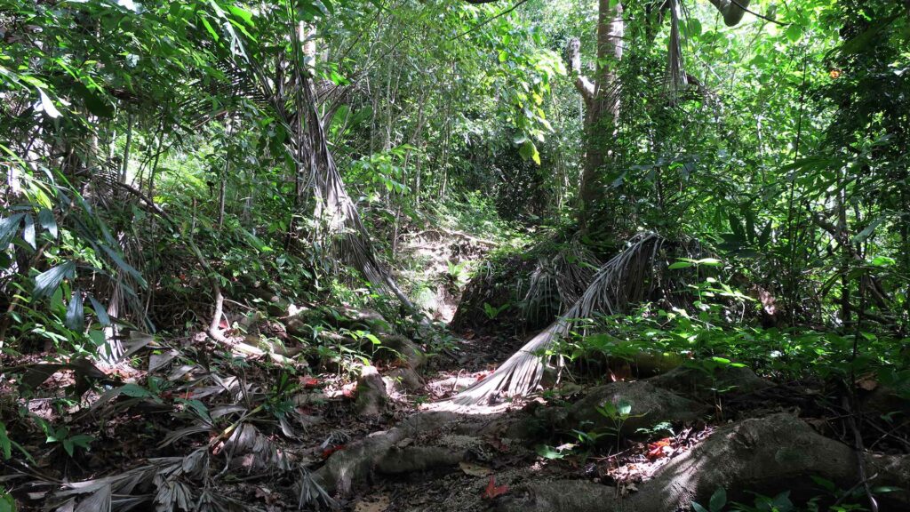 Wanderweg im Dschungel von Koh Phangan zwischen Haad Rin und Haad Yuan