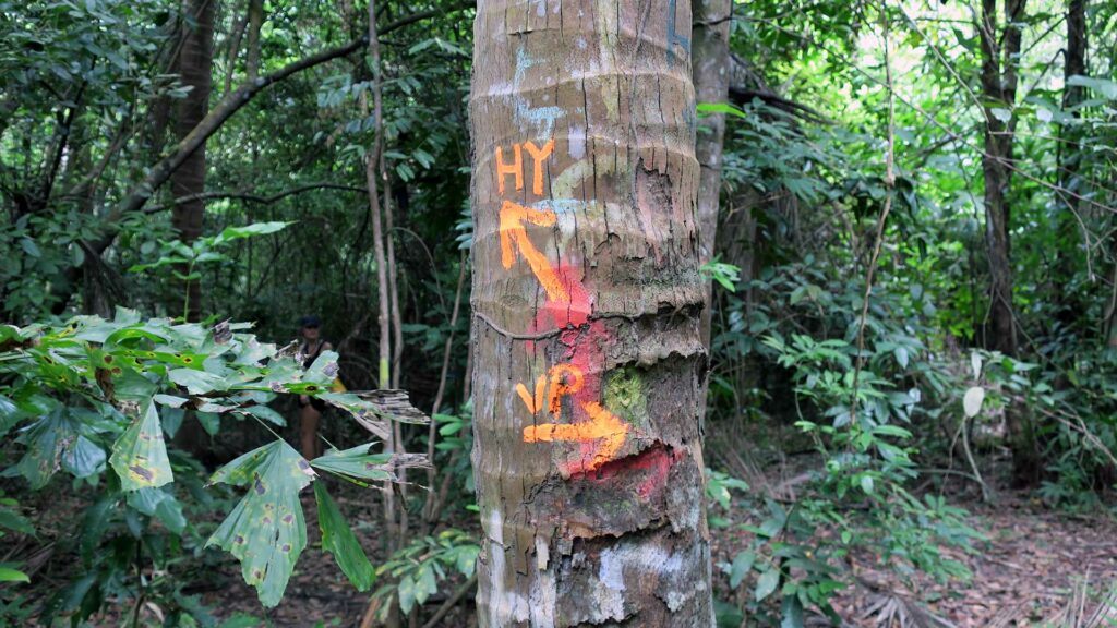 Tree with marking in the jungle of Koh Phangan