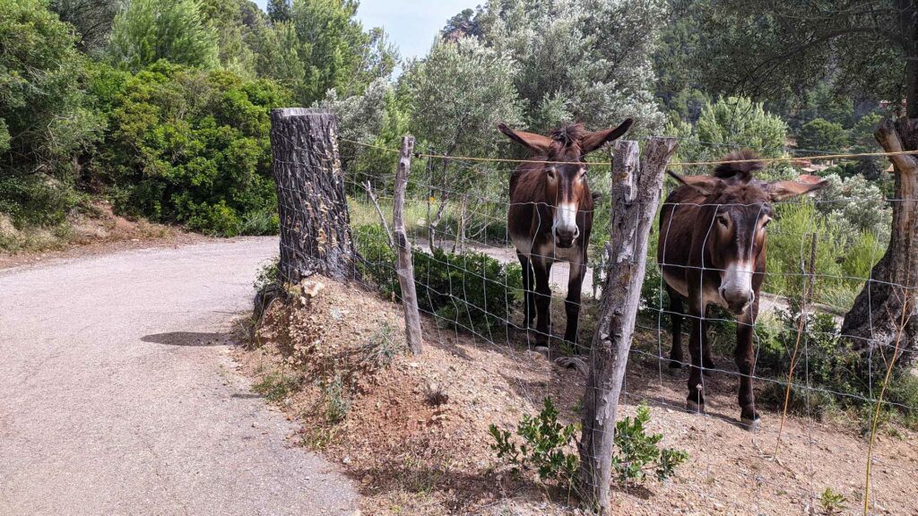 Esel am Straßenrand auf dem Weg nach Deià, West-Mallorca