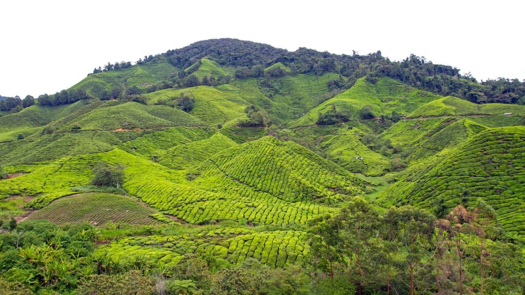 Teeplantage in den Cameron Highlands bei einer Malaysia Rundreise