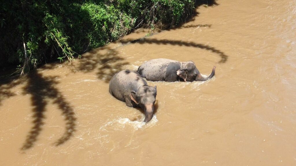 Elephant tour with Thoms Elephant Sanctuary in Pai