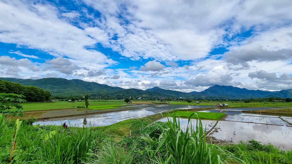 Grüne Reisfelder in Mae Sariang