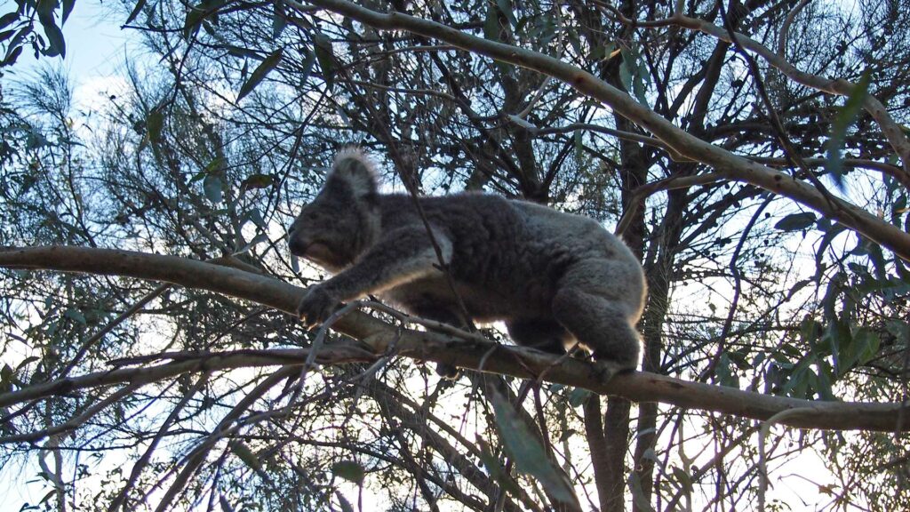 Koala at Kennett River, Australia